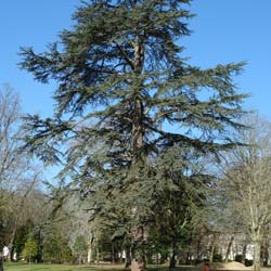 Cedrus libani